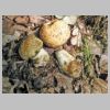 Gyroporus cyanescens Kornblumen-Roehrling 2.jpg